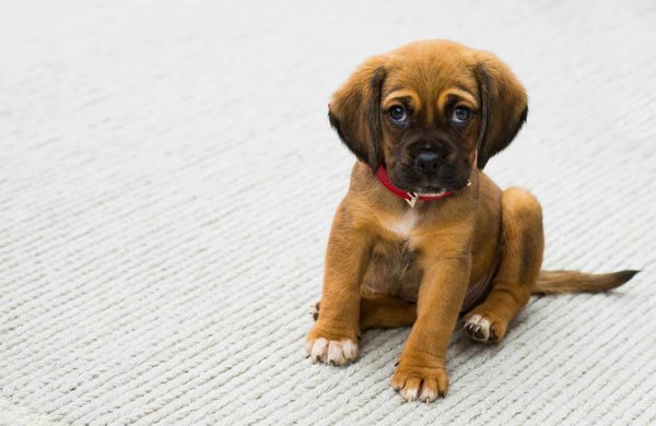 What Are the Essential Nutrients for a Growing Puppy?